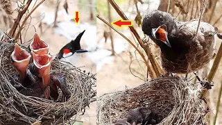 Mother Frightens Stranger with Crazy Posture | Birds Feeding in Nest | Bird Attack Day 5 FULLVIDEO 4