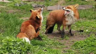 Lisa talks to her toys while Foxie digs a tunnel