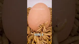 Mealworms vs BOILED EGG