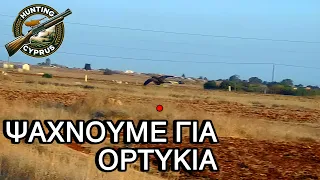 Ορτύκι: Το Κυνήγι του Ορτυκιού στην Κύπρο | Quail hunting in Cyprus | Shotkam