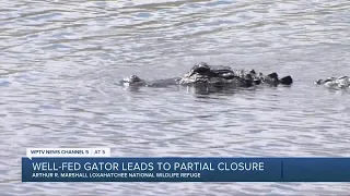 Well-fed alligator leads to partial closure of wildlife refuge