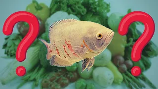 What VEGETABLES and FRUITS to feed Oscar Fish