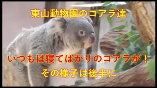 東山動物園散策風景イン名古屋パート１