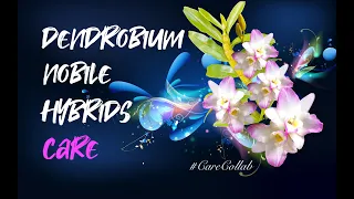 Dendrobium Nobile Complex Hybrids CARE | Self-Watering & Leca | The Quirks #CareCollab #ninjaorchids