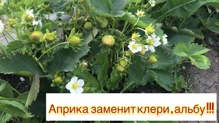 Клубника без бугров в балагане 🍓