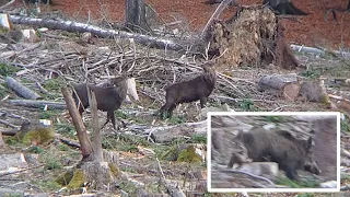 Two Sika Stags and one Wild Boar in one scene / Zwei Sikahirsche und ein Wildschwein in einer Szene