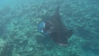 Snorkeling at Embudu - Manta ray (Maldives, 2023)