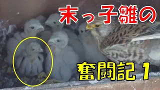 [閲覧注意]チョウゲンボウの末っ子奮闘記1 kestrel youngest chick story 2021/06/09