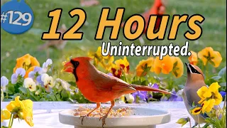 12 Hr TV for Cats 😻 🐦Water & Bird Sounds Birdbath Uninterrupted CatTV Continuous Video Calm your Cat