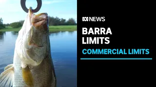 New limits for commercial barramundi fishing boats in the NT's waterways | ABC News