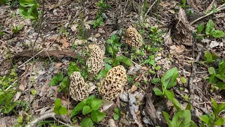 Morels ❤️ Old Apple Trees