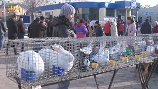 Балта. Виставка-ярмарок декоративних тварин