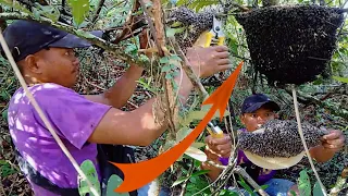 The first record for the harvest of thick, self-melting honey, of a poor man living in the mountains