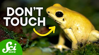 The Most Poisonous Animals on Earth