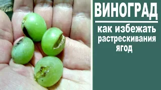 Почему трескается виноград.   Как предотвратить  растрескивание винограда