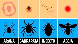 Cómo identificar una picadura de insecto y qué hacer con ella