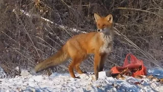 Голодная лиса. Фотоохота на лис.