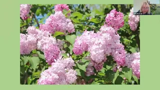 A Season of Lilacs