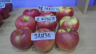 Зимние яблоки Элизе, Хоней Крисп, Джонаголд Декоста.