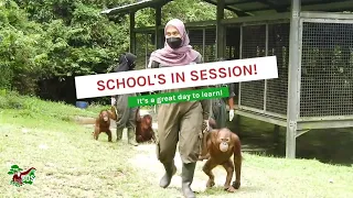 Orangutans Walking to Forest School