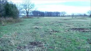 Feral pig damage to hay field in Dallas Texas