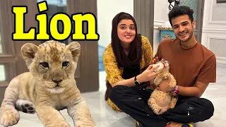 Lion 🦁 Khareed Kar Ghar Lay Aya | Kanwal Aur Aizal Dar Gai