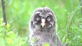 puszczyk mszarny, Strix nebulosa, Great Gray Owl