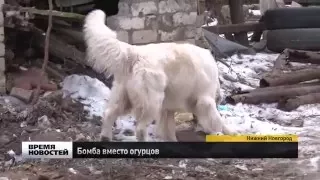 Бомбу вместо огурцов нашел таксист в Нижнем Новгороде