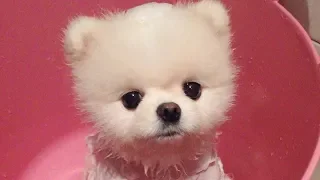 Pomeranian bath | Pomeranian grooming| Pomeranian haircut Compilation #4