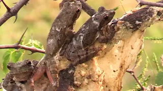 Foam Nest Frogs