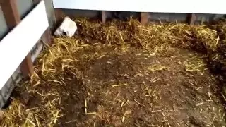 (11/28/2015) Changing The Sheep's Bedding