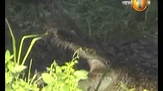 Keleniya's dog-eating crocodile captured (Video)_Newsfirst