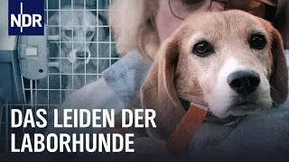 Tierversuche an Hunden: Das Leiden im Labor | Doku | NDR | 45 Min
