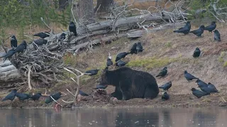 Grizzly 791 Elk Kill Yellowstone River 2020. NEW