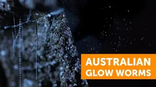 Australia’s Glow Worms: A Stunning Larva Light Show