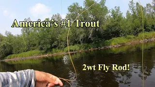 America's #1 Trout on a 2wt!