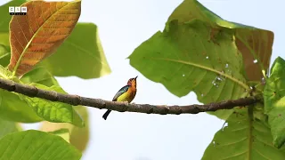 Common birds around the village | Malaysia, Sabah, Sepilok