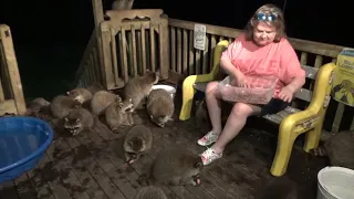 Angie mobbed by baby raccoons