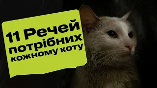 Що купити коту перед його появою в сім'ї 🐱