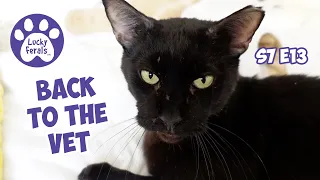 Back To The Vet For A Second Opinion, Play Time - S7 E13 - Lucky Ferals Vlog - Life With 11 Cats