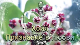 🧚 ХОЙЯ Знакомство 💚 Интересные факты 💚 Уход и содержание