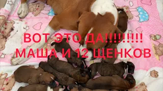 ТАКОГО Я НЕ ОЖИДАЛА !!!!!СОБАЧЬЕ СЕМЕЙСТВО. МАША И 12 щенков. Larisa Tabashnikova. 26/08/20