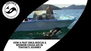 How a past orca rescue & reunion could inform the journey of Tokitae