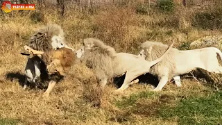 Белые львы против вожака Чука! Тайган. One vs three - white lions attack the leader!