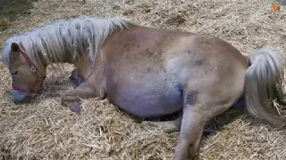 Haflinger Gestüt  Meura - Fohlengeburt