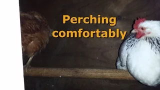 Perches - What your chickens want and wish you knew