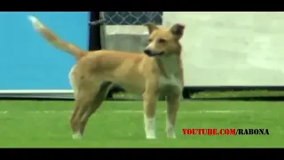 #Top 20 Animals on the Football Pitch   Funny Moments