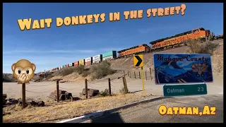 Donkeys running wild in the streets! Oatman, AZ