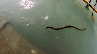 Haridwar | king cobra snake | Ganga Har ki Pauri per Dikha snake | गंगा में दिखा सांप | हर हर महादेव