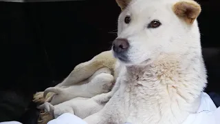 A mom and her puppies get a second chance